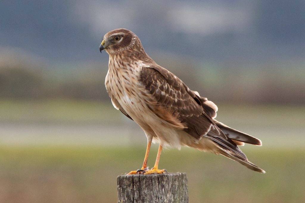 Northern Harrier (female or immature) | Las Galinas | 2012-11-27at03-32-17 by Bettina Arrigoni is licensed under CC BY 2.0.